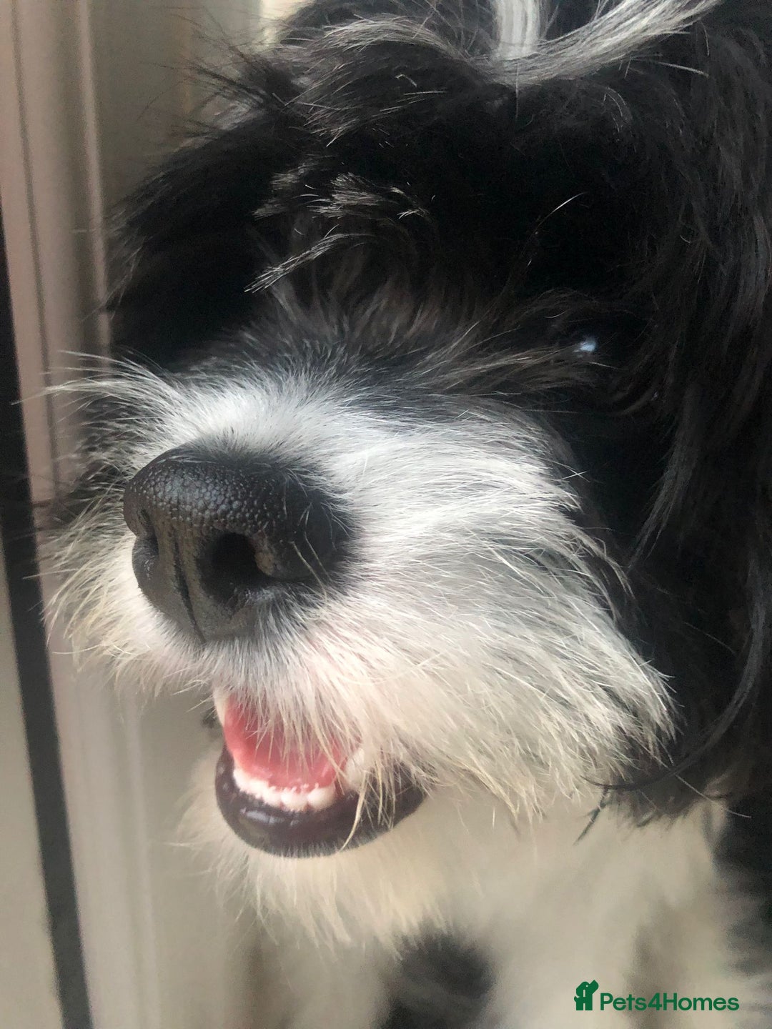 Mixed Breed dogs for sale: Female Floodle Puppy looking for her forever home - Image 2