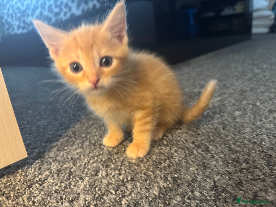Domestic Shorthair cats for sale: 2 little boy - Image 6