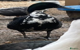 Ducks poultry for sale: Young Cayuga cross drake  - Image 2