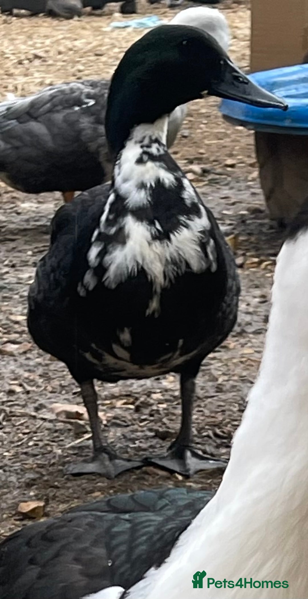 Ducks poultry for sale: Young Cayuga cross drake  - Image 2