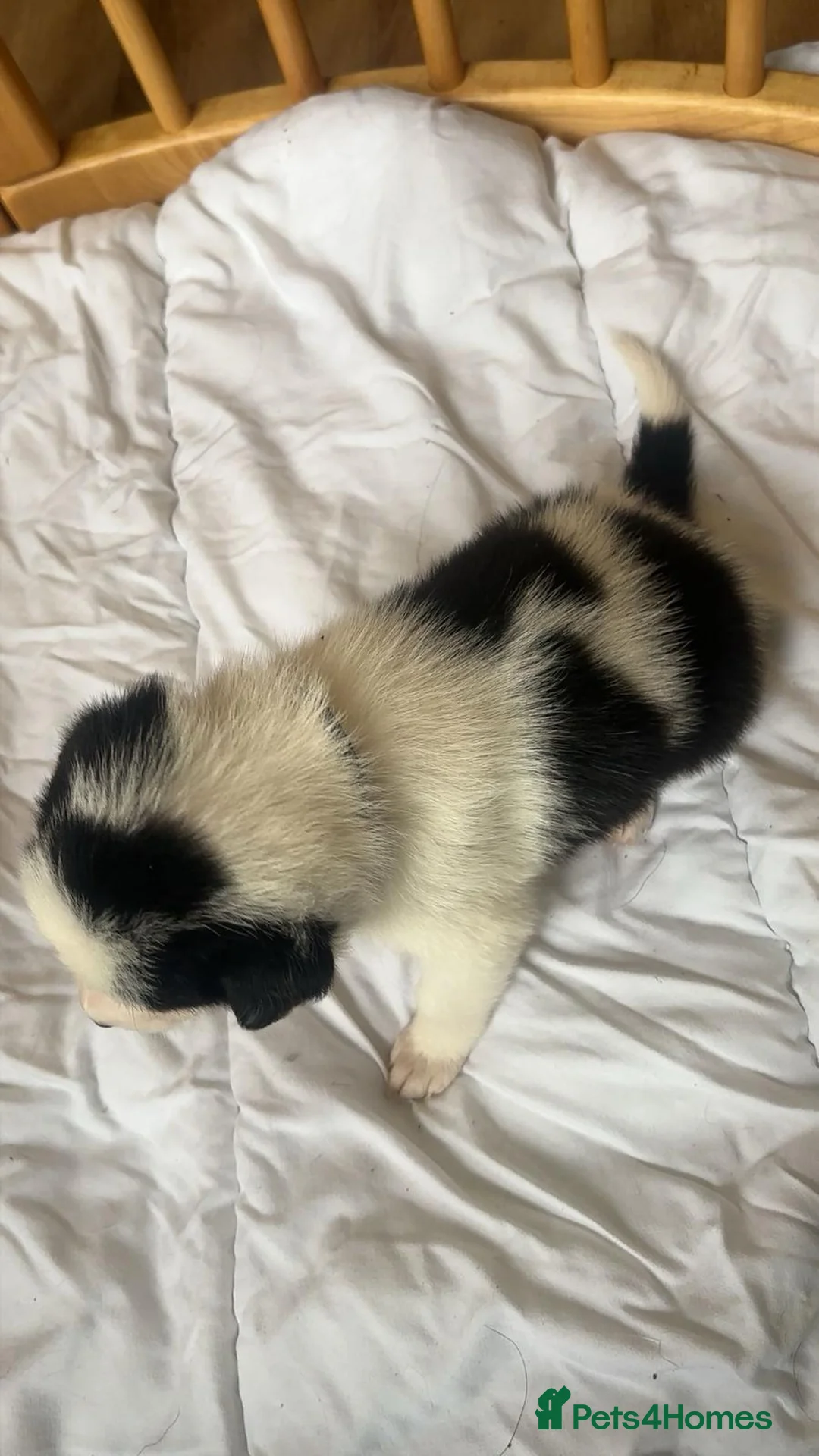 Border Collie dogs for sale: ✨ Last remaining border collie puppy ✨ - Advert 18