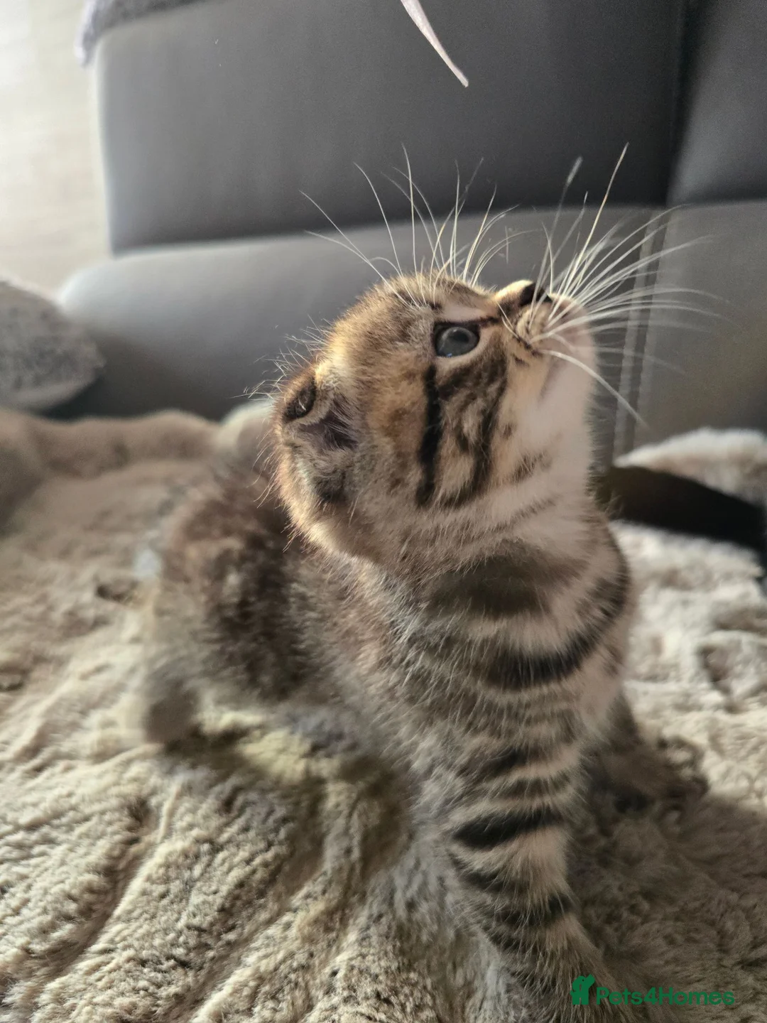 Scottish Fold cats for sale: Scottish fold girl - Advert 1