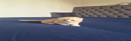 Scottish Fold cats for sale: Adorable scottish fold kittens  - Advert 6