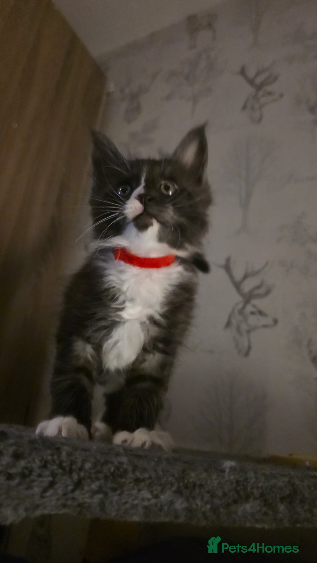 Maine Coon cats for sale: Beautiful Maine Coon Kittens Available - Advert 2