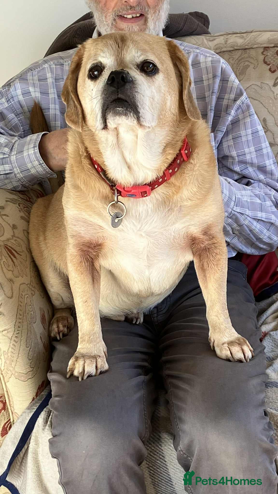 Puggle dogs Bertie - kings Lynn Norfolk  - Advert 2