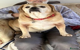Puggle dogs for adoption: Bertie - kings Lynn Norfolk  - Image 1
