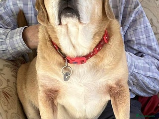 Puggle dogs for adoption - Advert 1