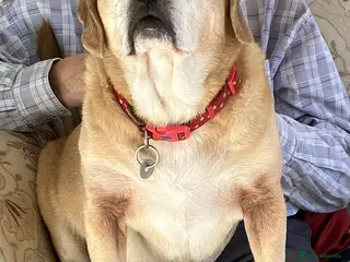 Puggle dogs Bertie - kings Lynn Norfolk - Advert 6