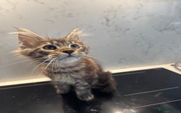 Maine Coon cats for sale: GCCF Registered Kittens. Beautiful lively kittens  - Image 25
