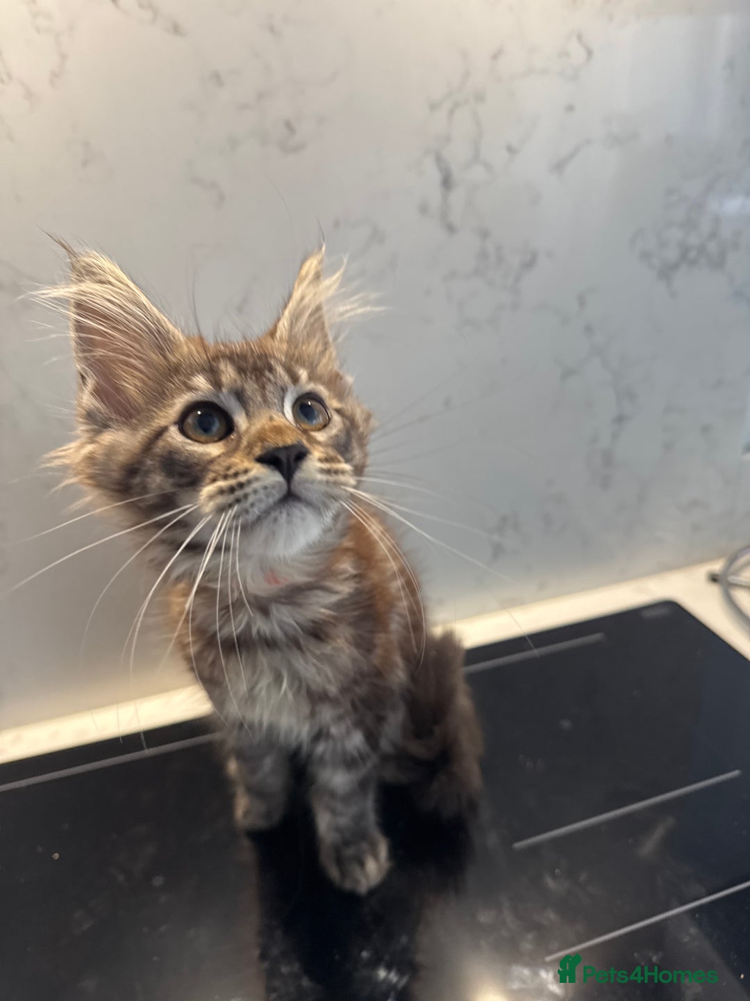 Maine Coon cats for sale: GCCF Registered Kittens. Beautiful lively kittens  - Image 25