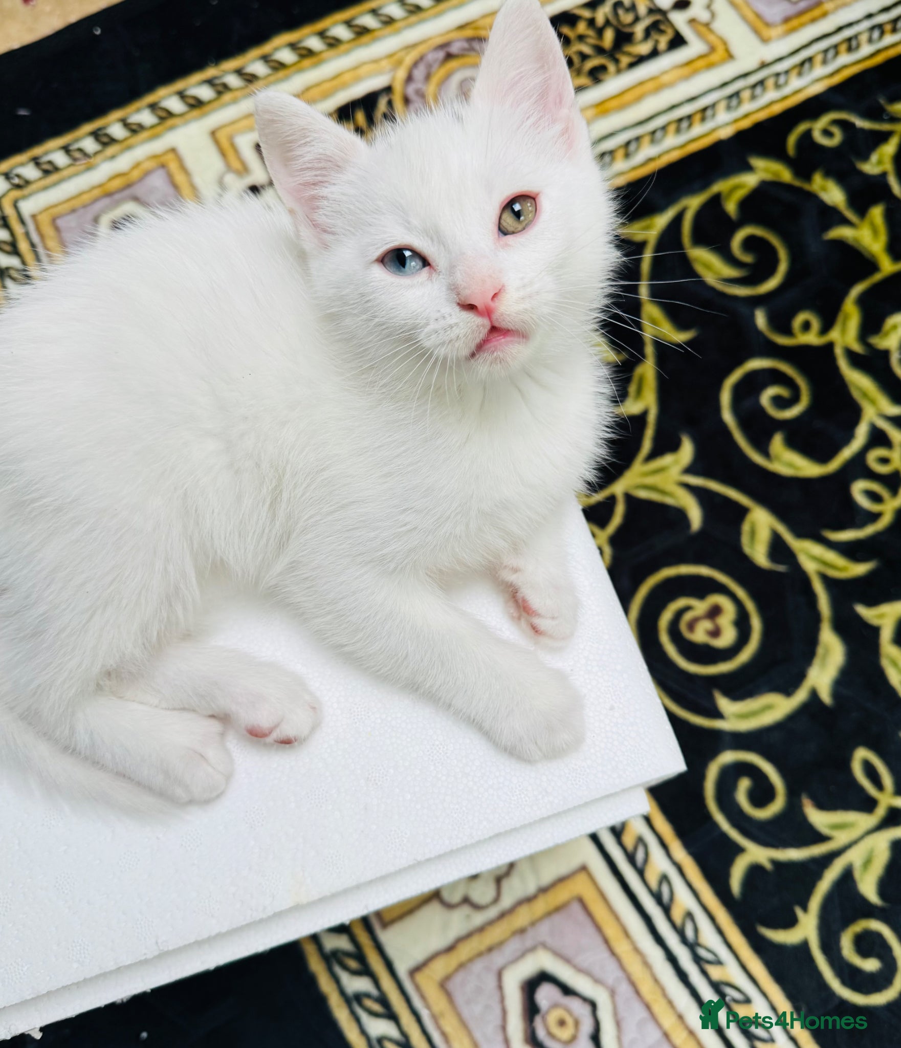 Mixed Breed cats 5 Beautiful Kittens Looking for Loving Homes - Advert 2