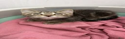 Mixed Breed cats for sale: Male kitten READY TO LEAVE  - Advert 2