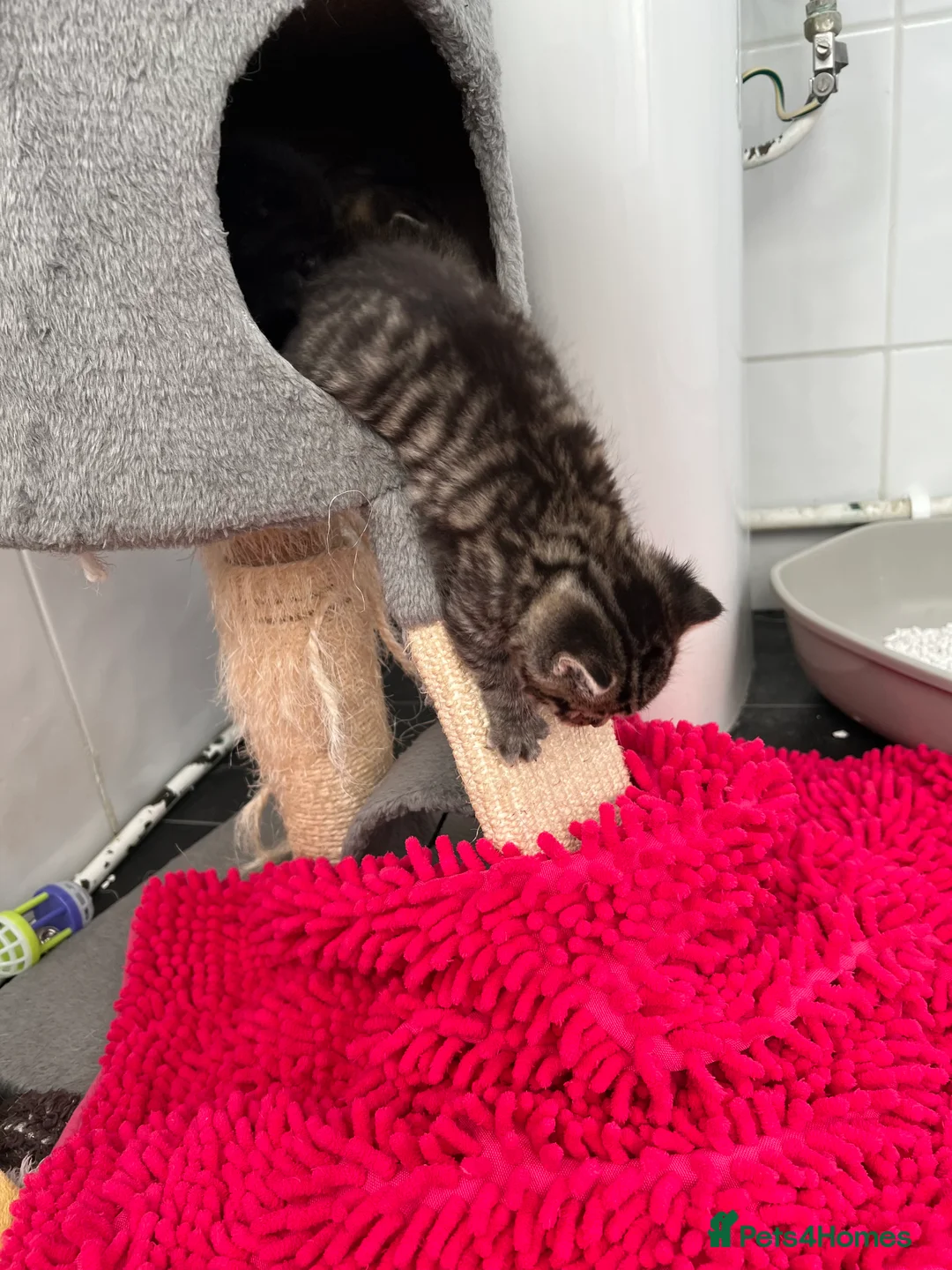 Mixed Breed cats for sale: ALL 4 KITTENS ARE NOW IN THEIR FOREVER HOMES ❤️ - Advert 4