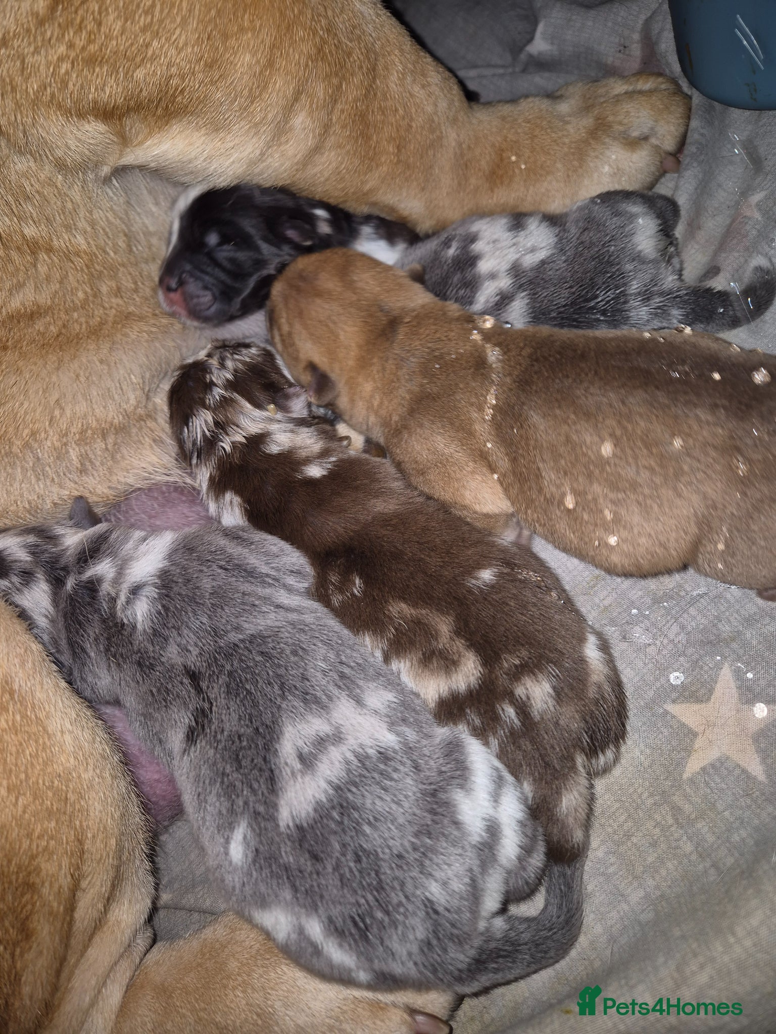 Mixed Breed dogs Chowpeis - Advert 1