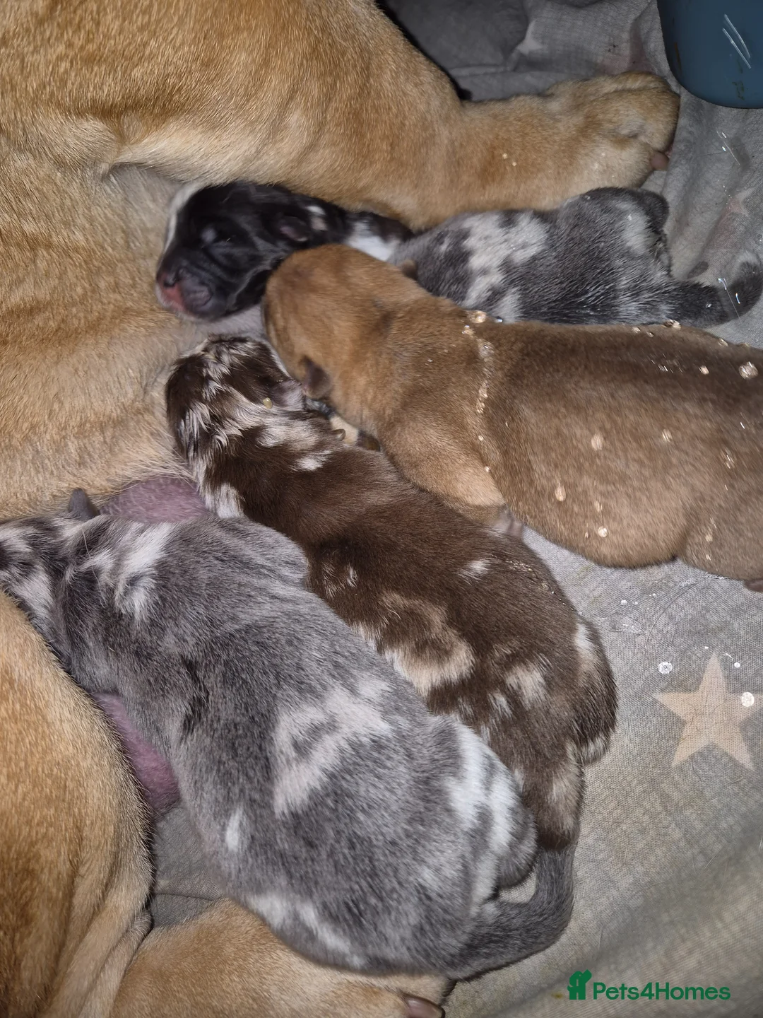 Mixed Breed dogs for sale: Chowpeis - Advert 1