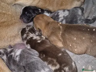 Mixed Breed dogs Chowpeis - Advert 1