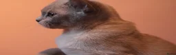 Burmese cats for sale: Beautiful Healthy Burmese  - Advert 21