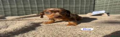 Dachshund 4