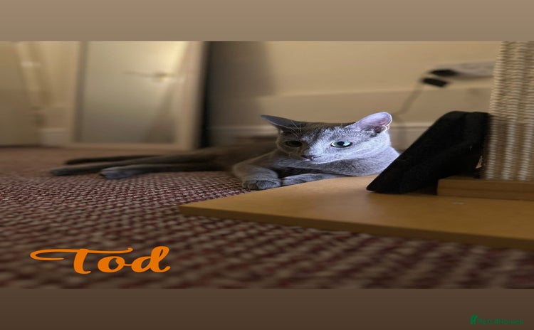 Russian Blue cats 2 x Pedigree Russian Blue GCCF - Advert 16