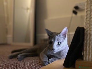 Russian Blue cats 2 x Pedigree Russian Blue GCCF - Advert 11