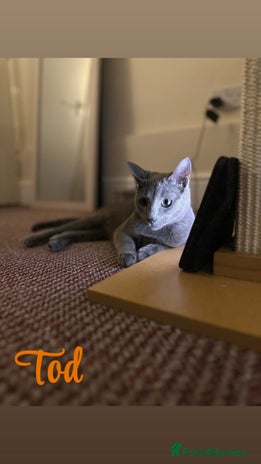 Russian Blue cats 2 x Pedigree Russian Blue GCCF - Advert 3