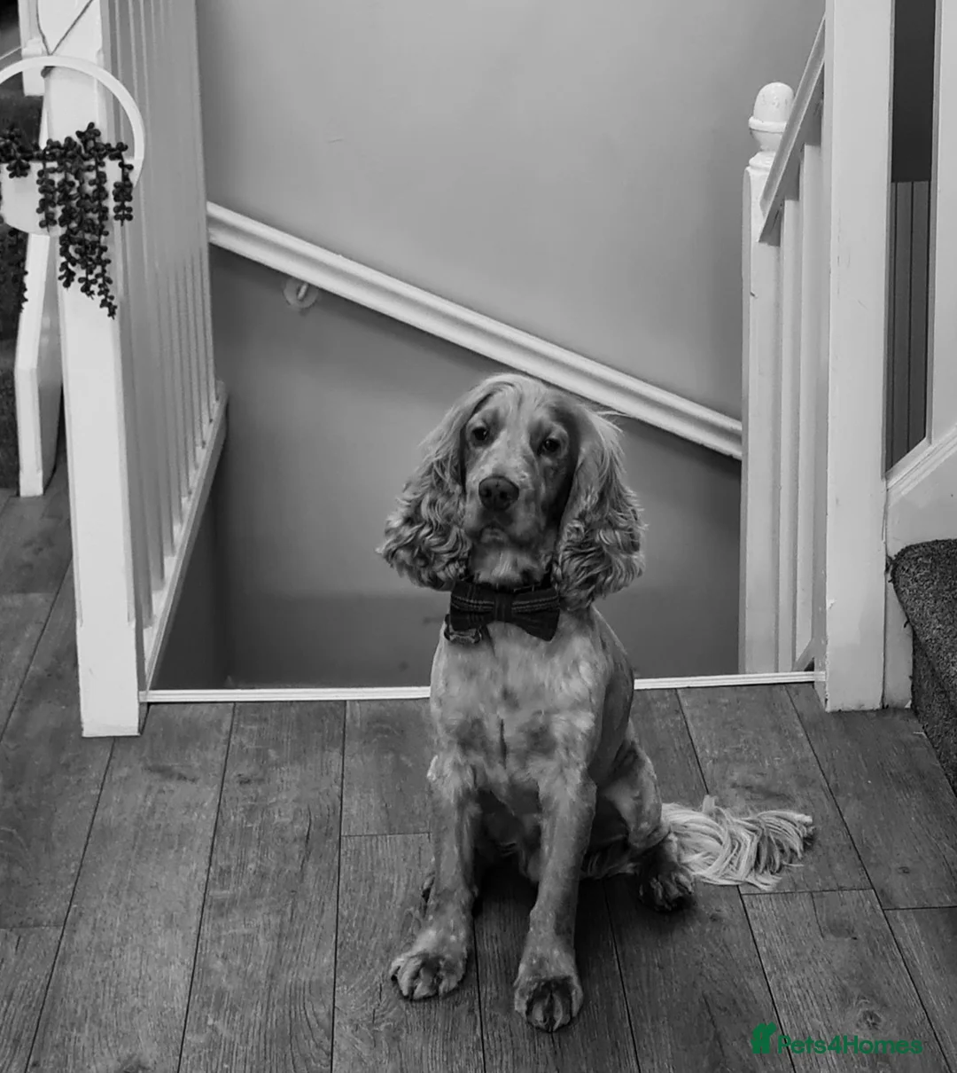 Cocker Spaniel dogs for stud: Proven Handsome Show Cocker Spaniel For Stud in Rochdale - Advert 6