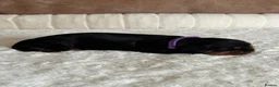 Cavalier King Charles Spaniel dogs for sale: * KC Reg Health Tested Puppies *  - Advert 9
