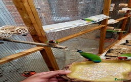 Finches birds for sale: Gouldian finches pairs  - Image 4