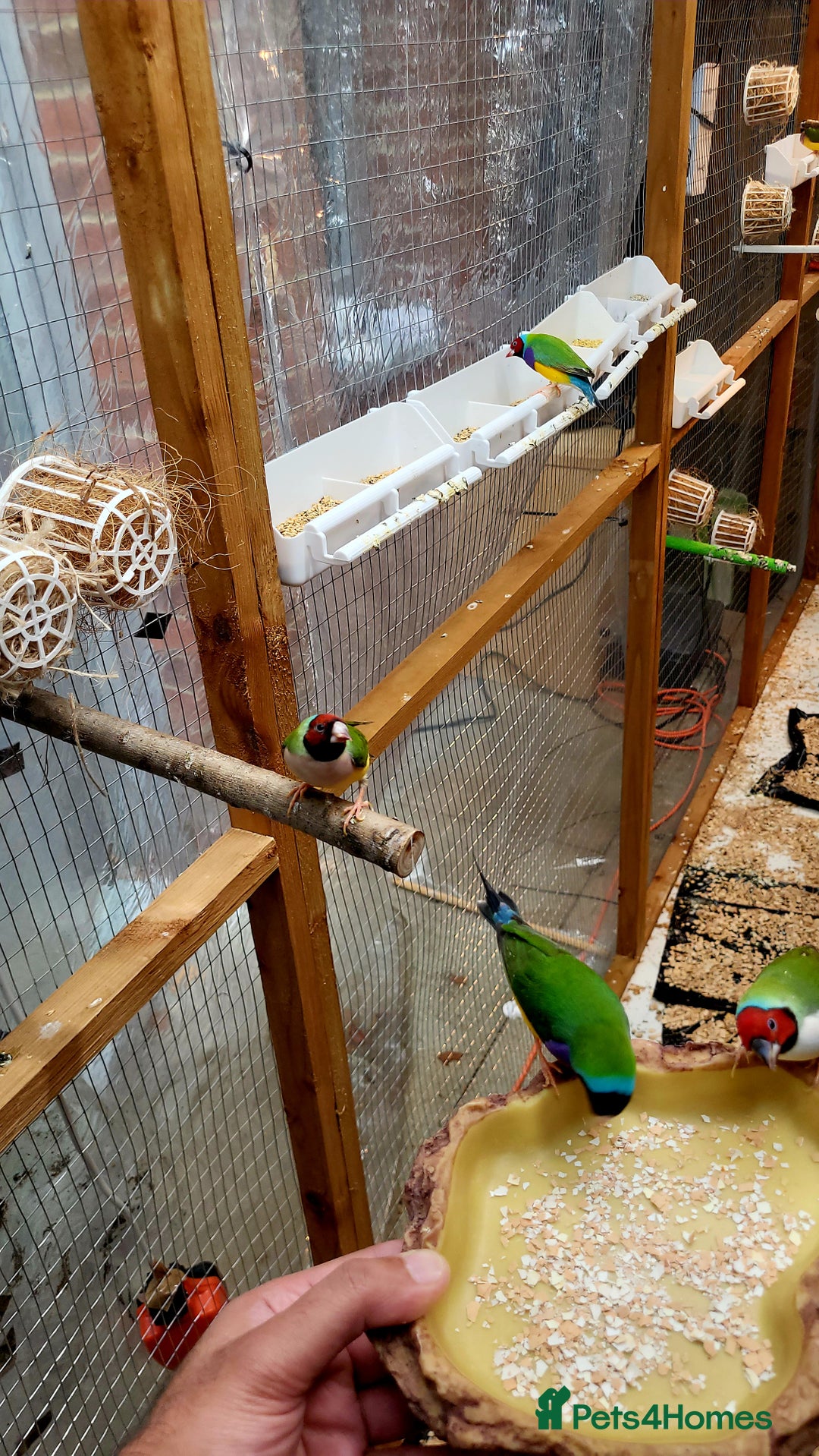 Finches birds for sale: Gouldian finches pairs  - Image 4