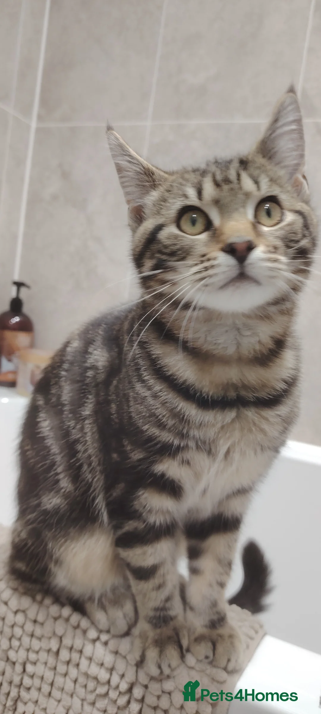 Mixed Breed cats for sale: BONDED PAIR KITTENS. Maine coone mixes in Camborne - Advert 1