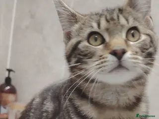 Mixed Breed cats BONDED PAIR KITTENS. Maine coone mixes in Camborne - Advert 1