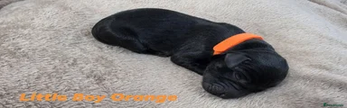 Little Boy Orange