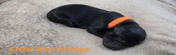 Labrador Retriever dogs for sale: KC Registered Labrador Pups  - Advert 15