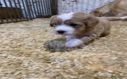 Mini Goldendoodle dogs for sale: Miniature Golden Doodles  - Image 10