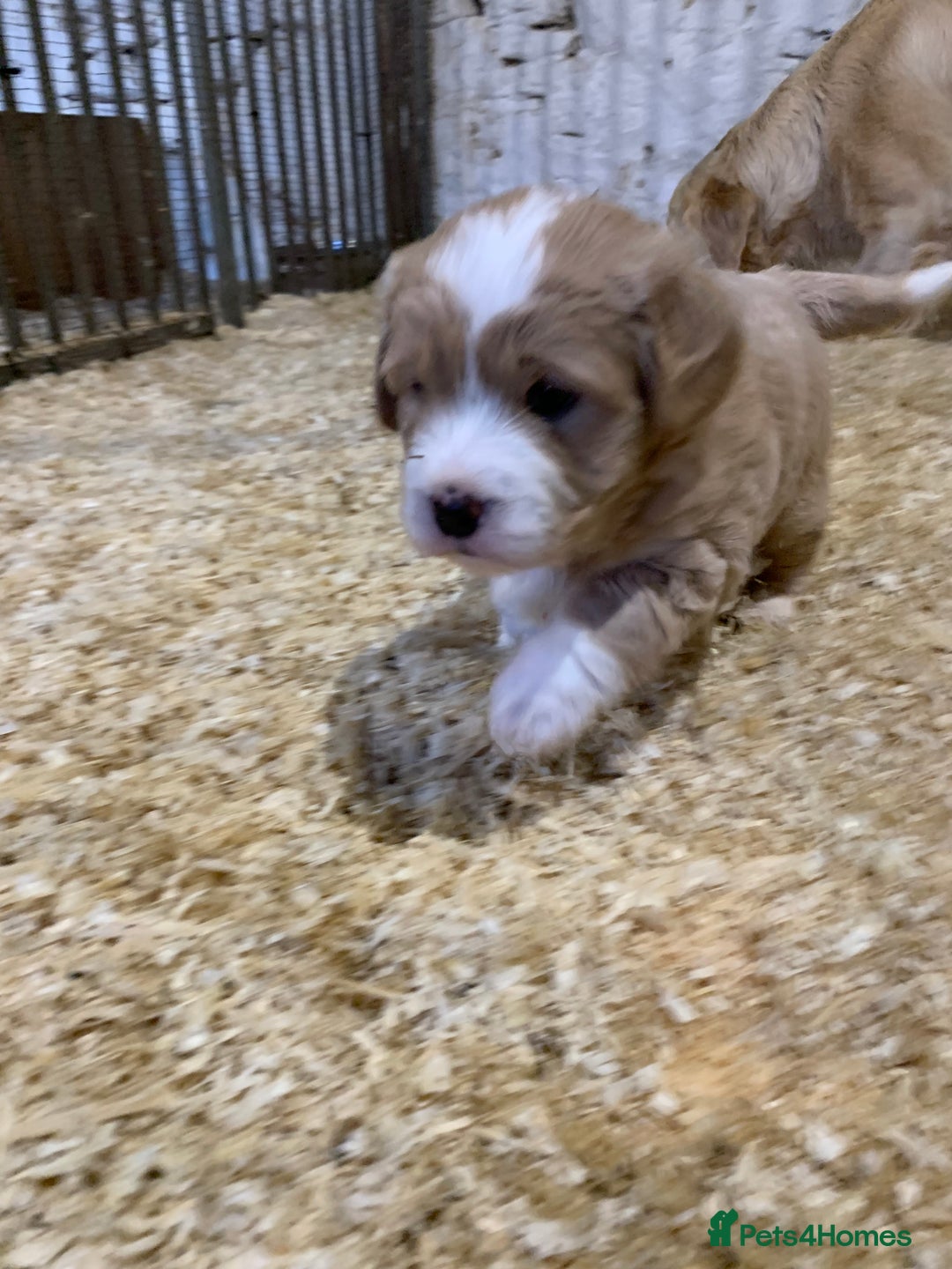 Mini Goldendoodle dogs for sale: Miniature Golden Doodles  - Image 10