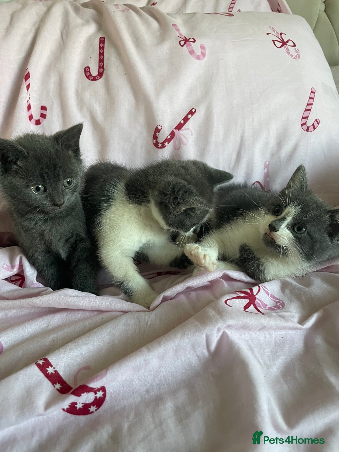 Mixed Breed cats for sale: Fluffy grey kittens 🐾 3 males available  - Advert 6