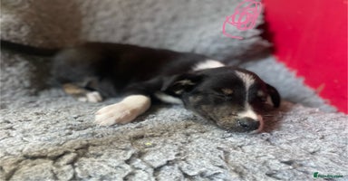 Border Collie dogs - Advert 11