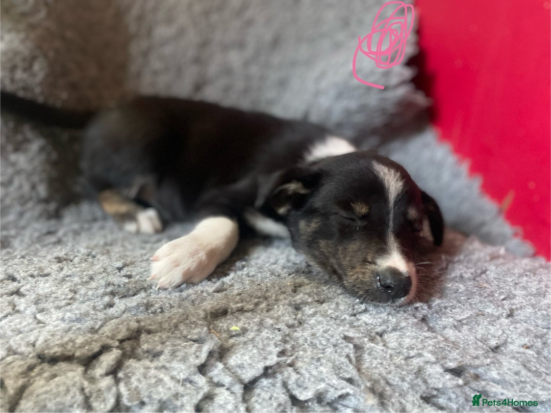 Border Collie dogs for sale: Border collies  - Image 5