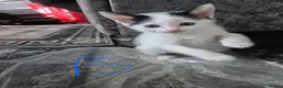 Mixed Breed cats for sale: Kittens - Advert 6