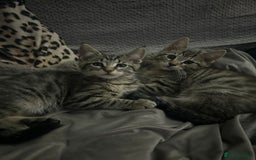 Maine Coon cats for sale: Beautiful tabby Maine Coon X kittens  - Image 2