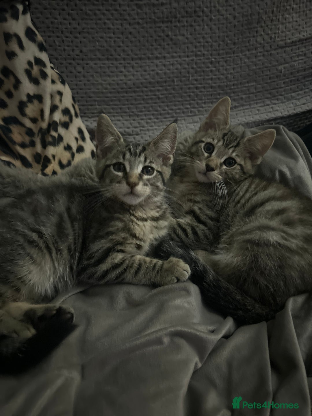 Maine Coon cats for sale: Beautiful tabby Maine Coon X kittens  - Image 2