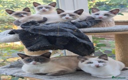 Snowshoe cats for sale: Stunning pedigree blue point Snowshoe kittens  - Image 11