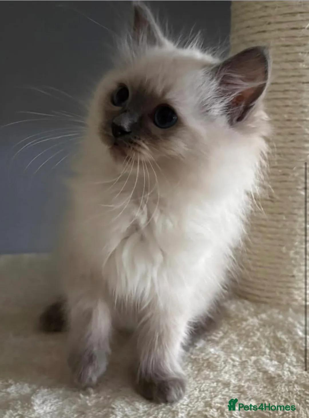 Ragdoll cats for sale: Chunky gccf lilac colourpoint boy available 💜 - Advert 2