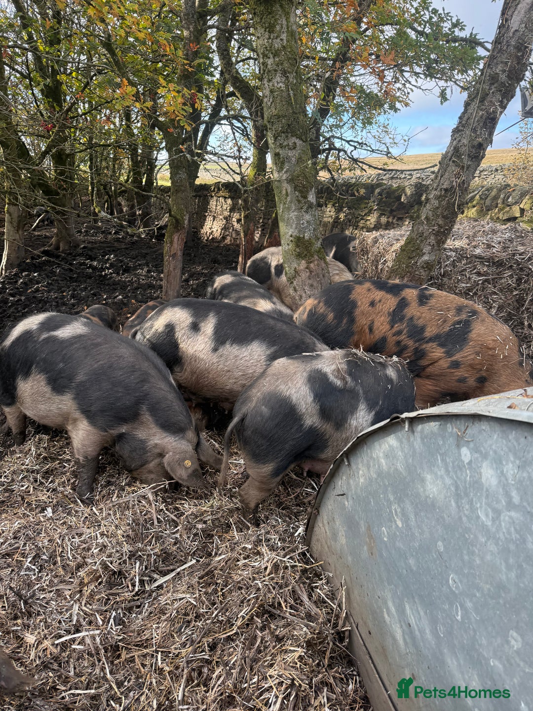 Pig livestock for sale: Oxford sandy and blacks  - Advert 3