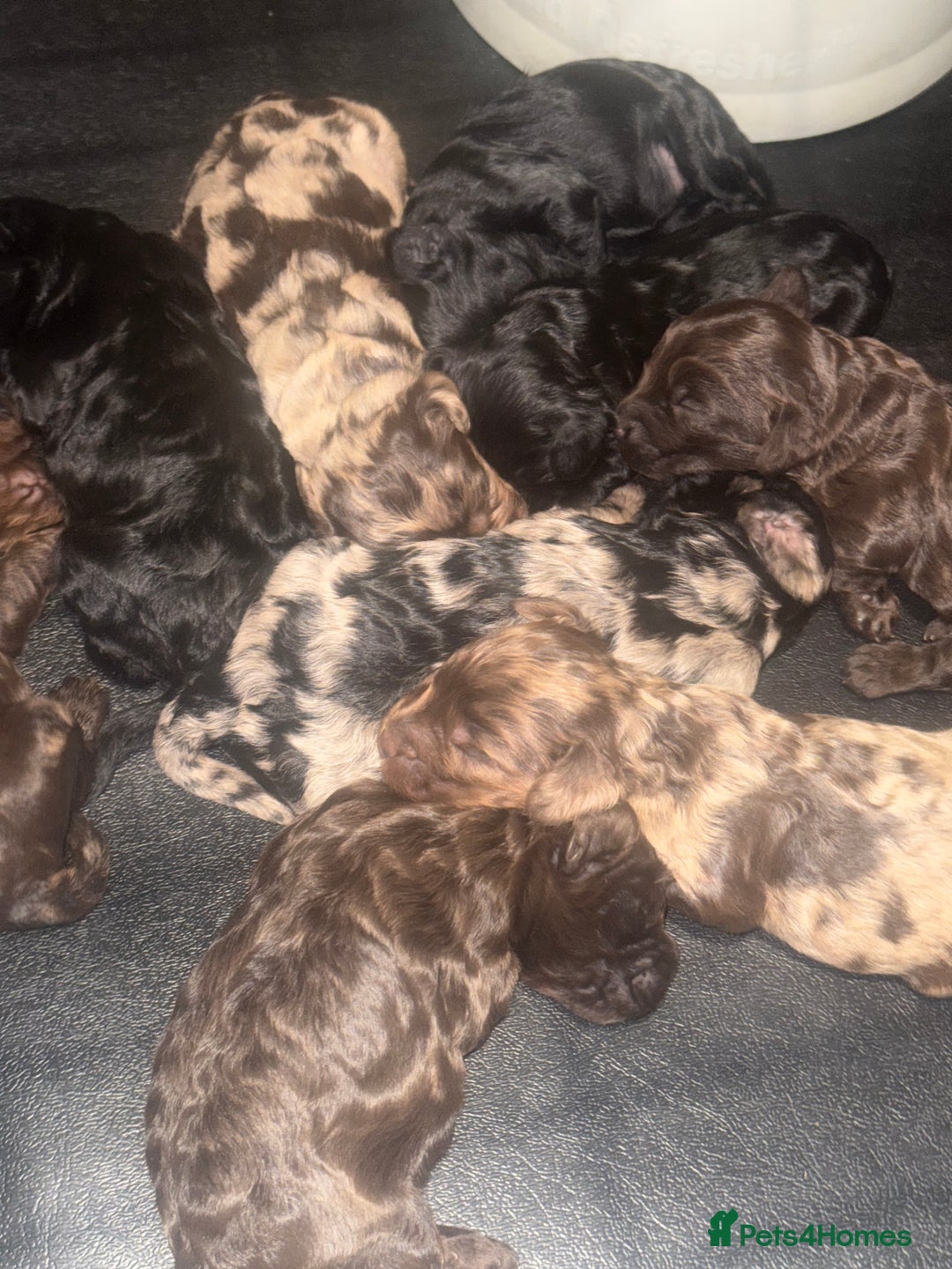Cockapoo dogs for sale: Beautiful chocolate merle cockapoos  - Image 6