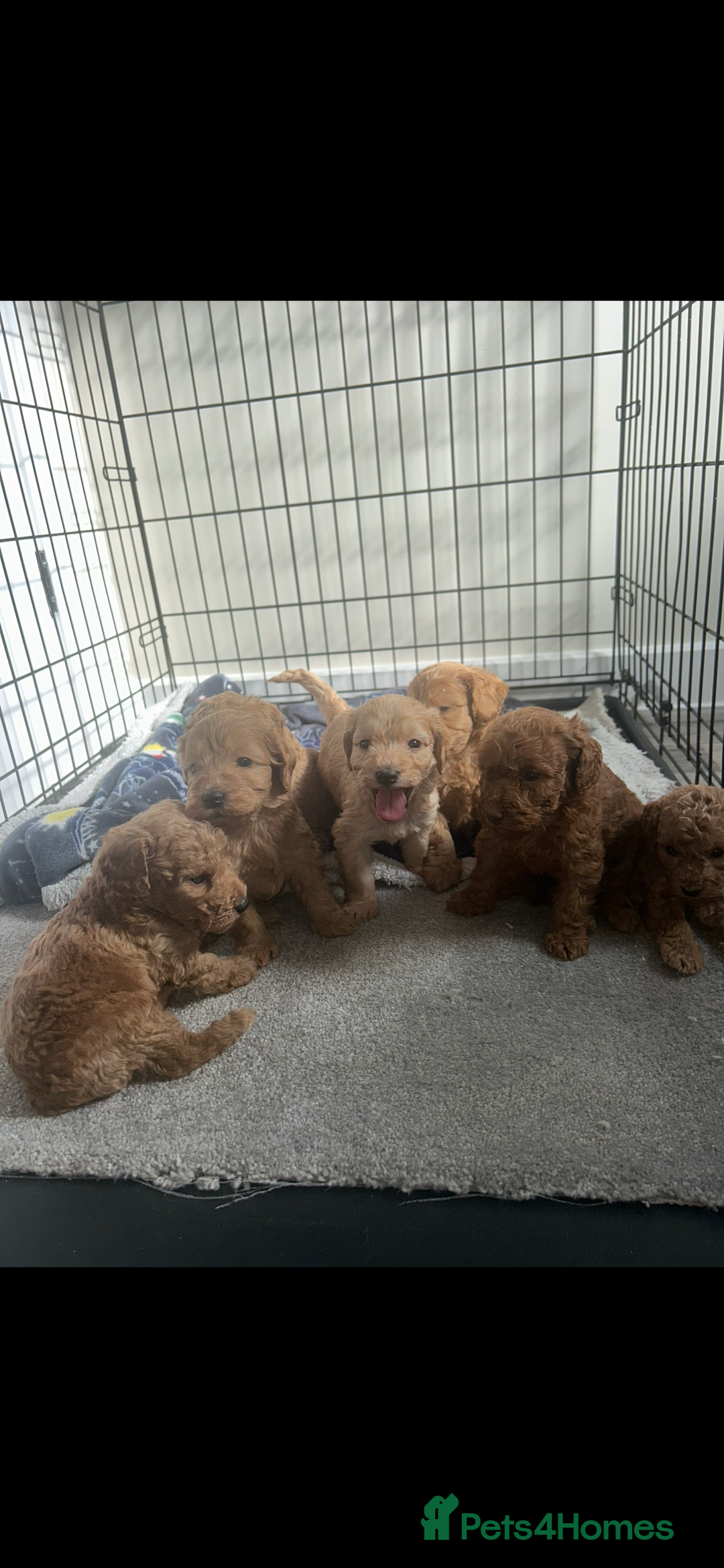 Cockapoo dogs for sale: F2 red Cockapoo puppies  - Image 23