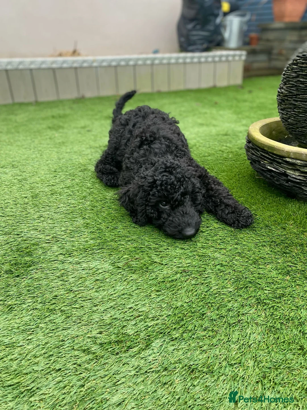 Goldendoodle dogs for sale: Golden Doodle male puppy - Advert 4