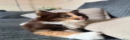 Mixed Breed cats for sale: Merlin - Advert 5