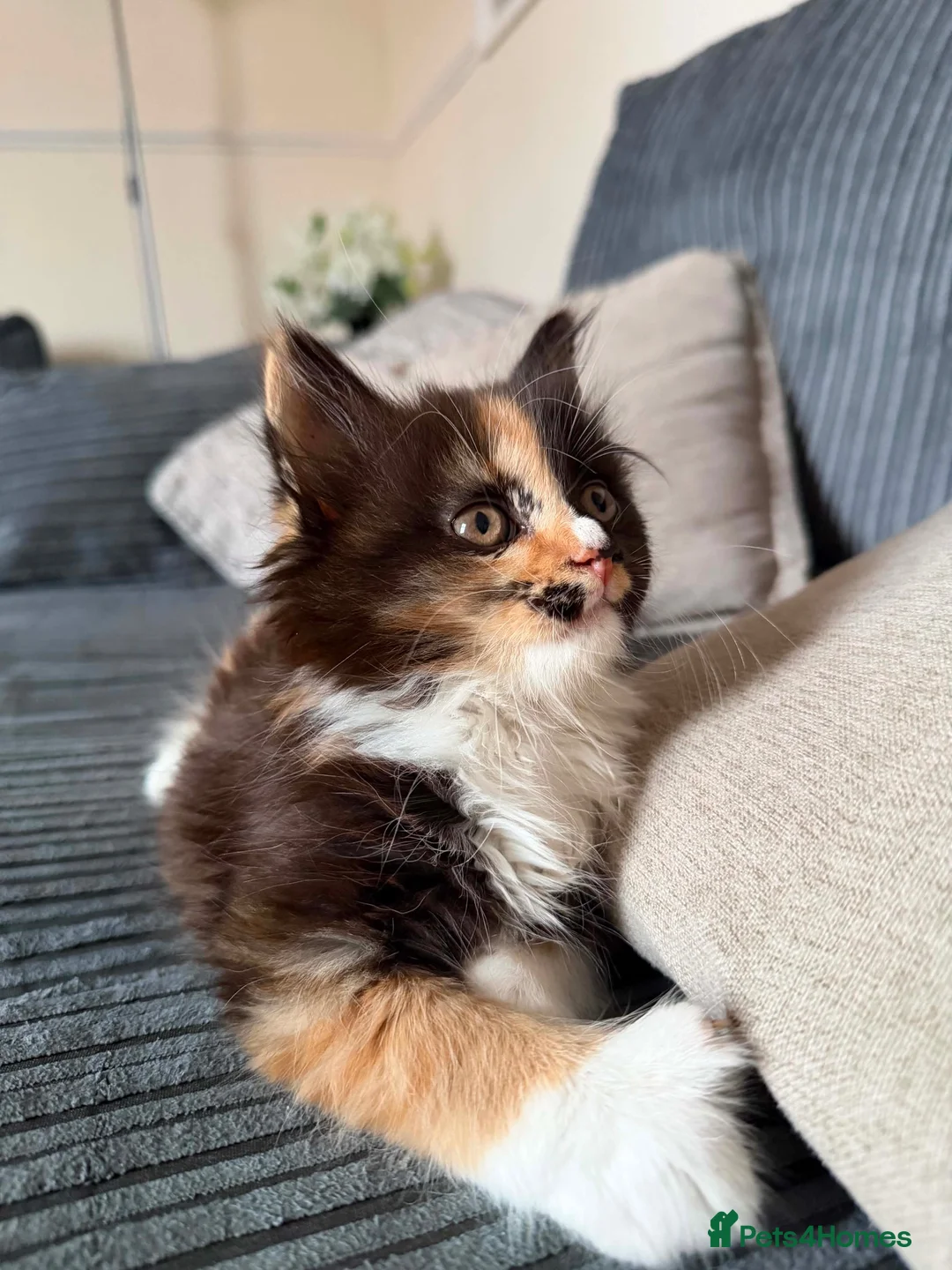 Mixed Breed cats for sale: Merlin - Advert 5