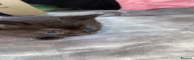 British Shorthair Kitten 4